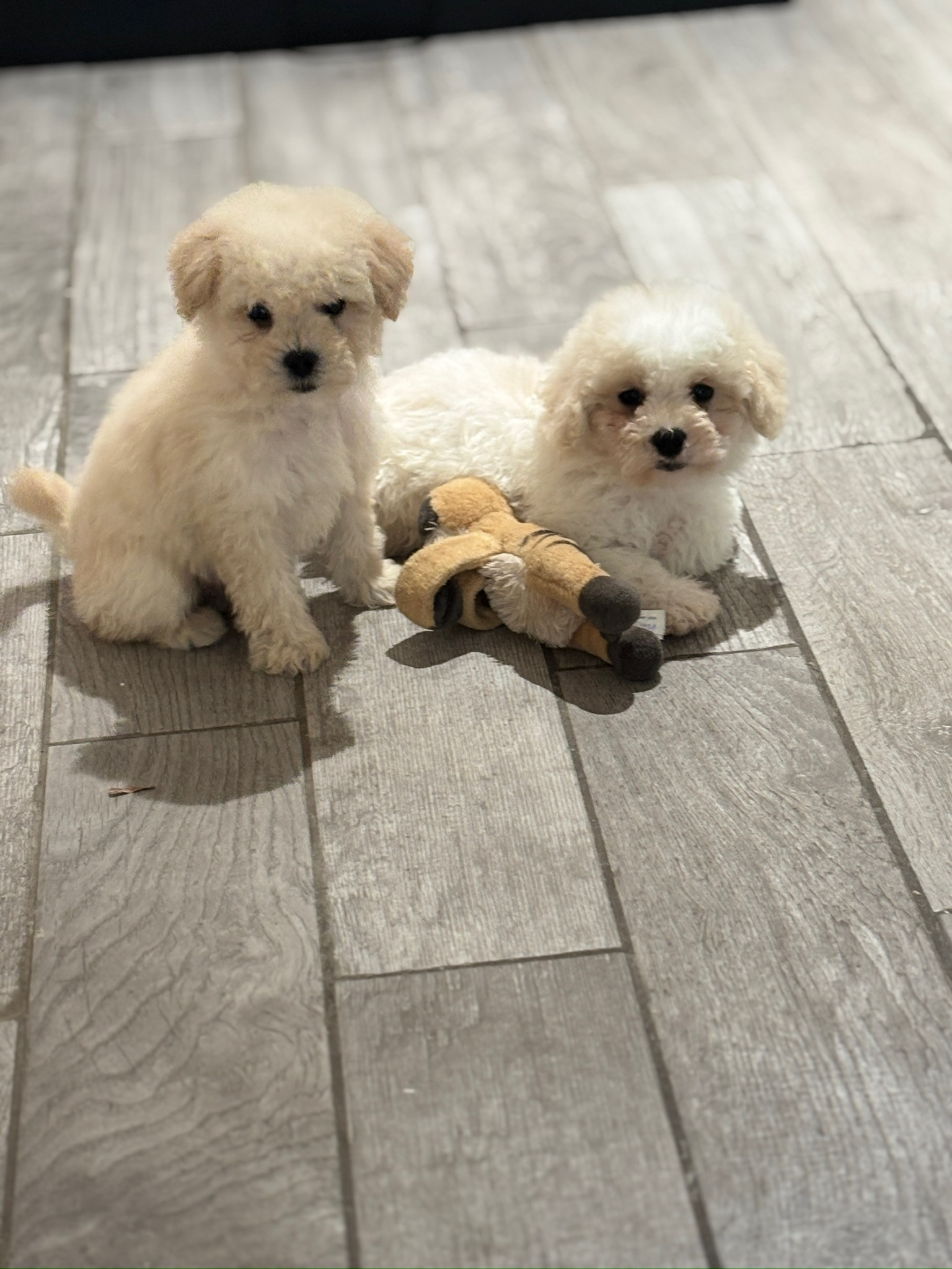 Max photo 4