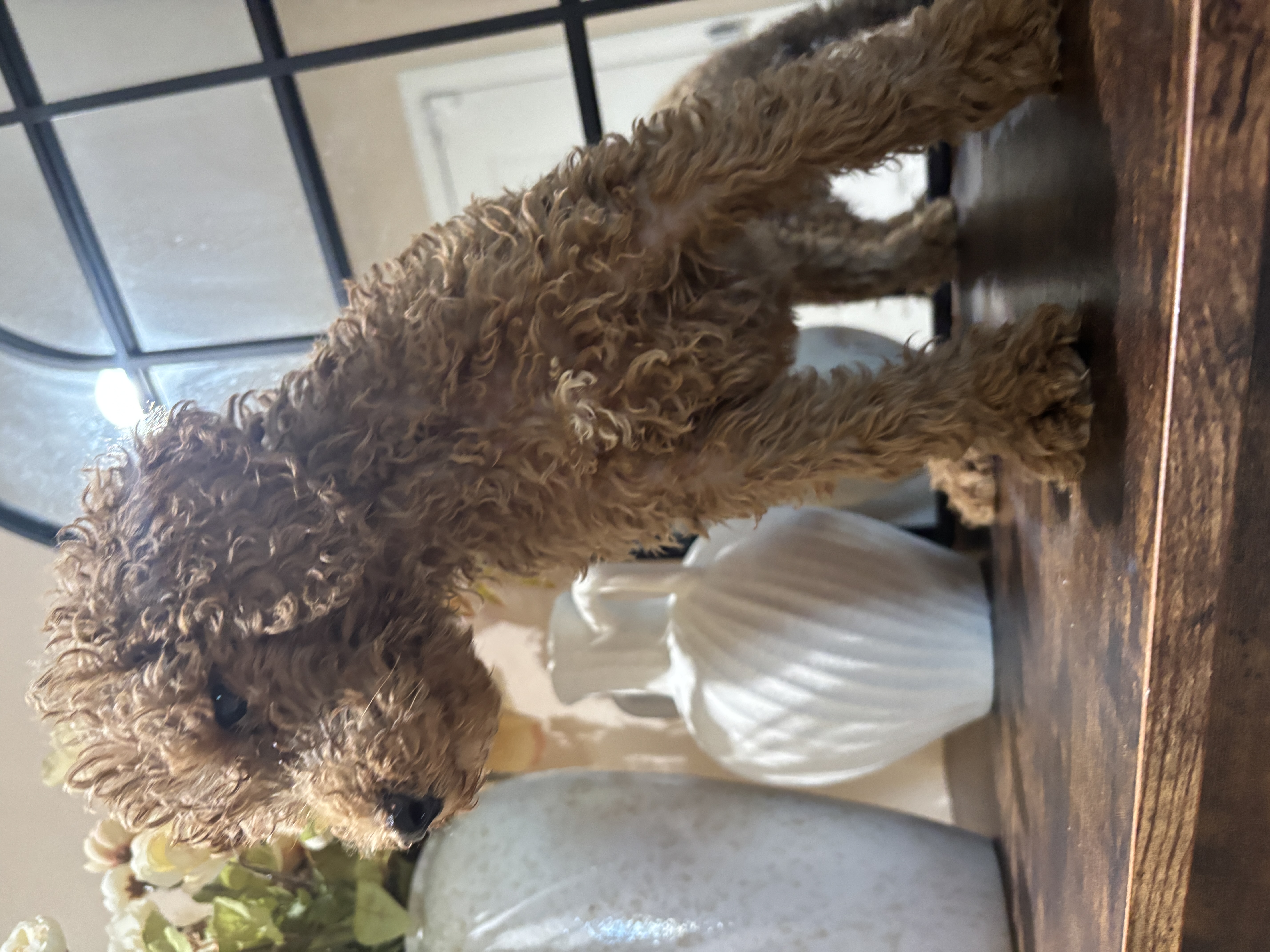 Simba photo 3