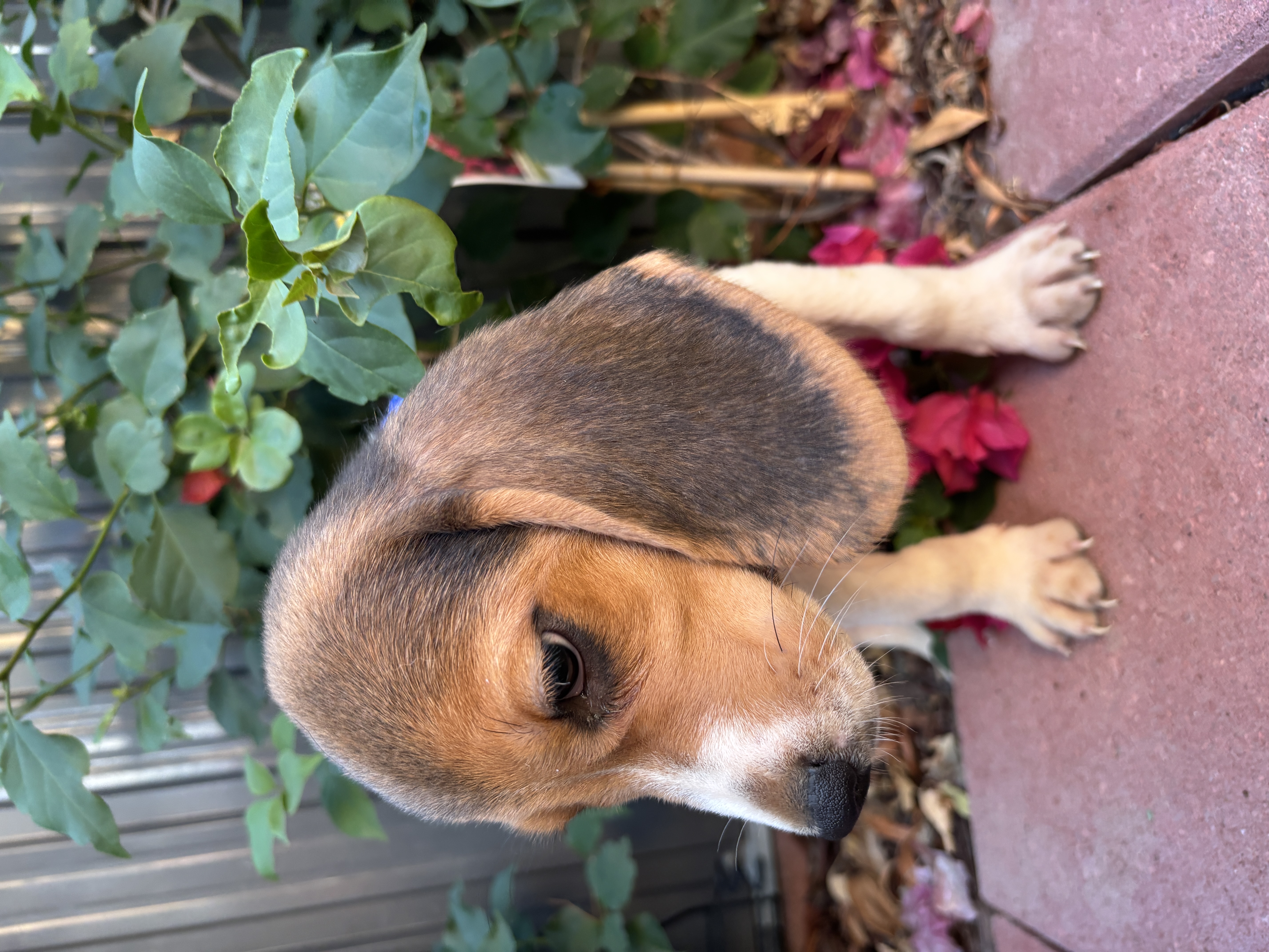 Toby photo 3
