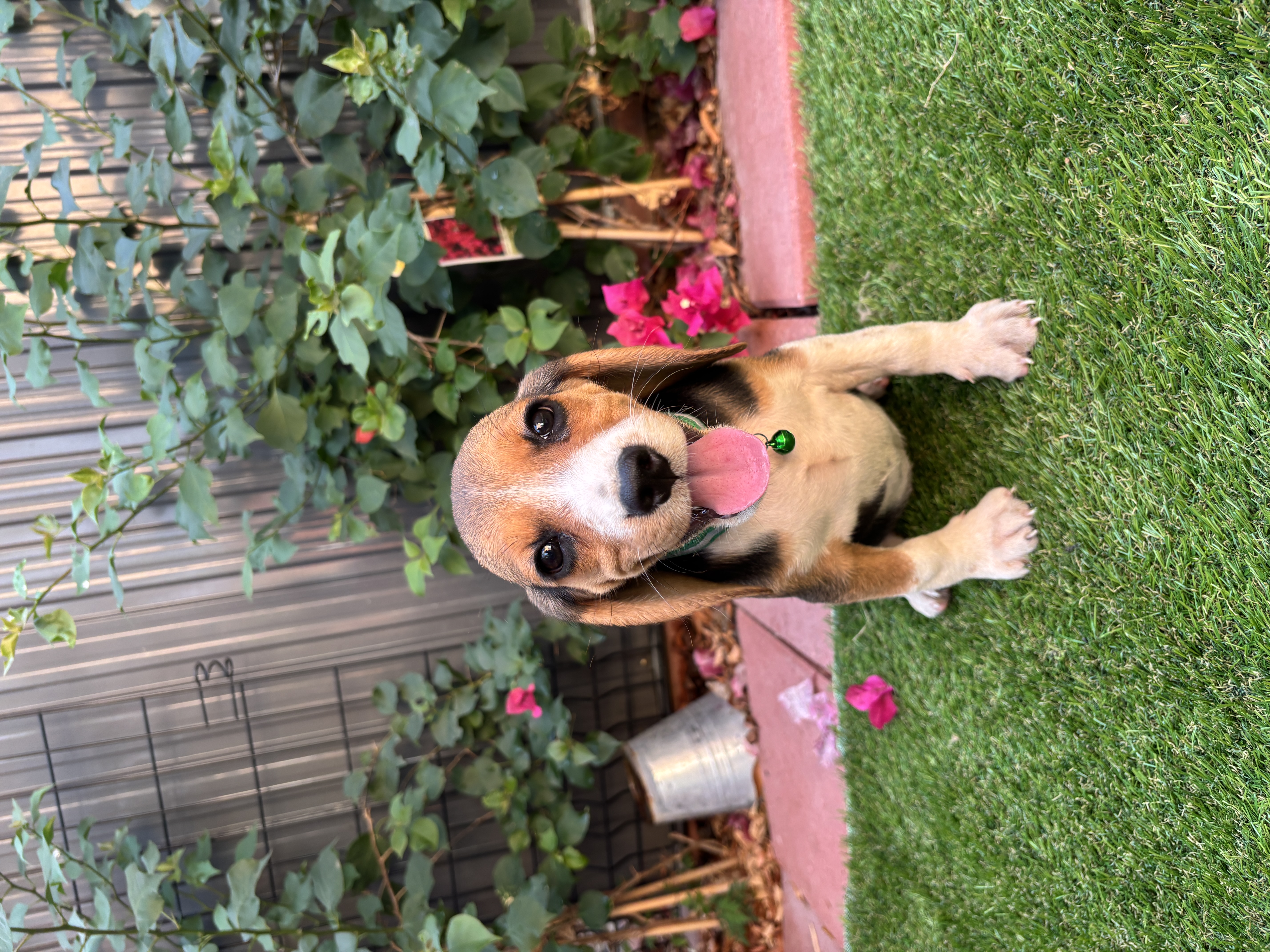 Zoey photo 3