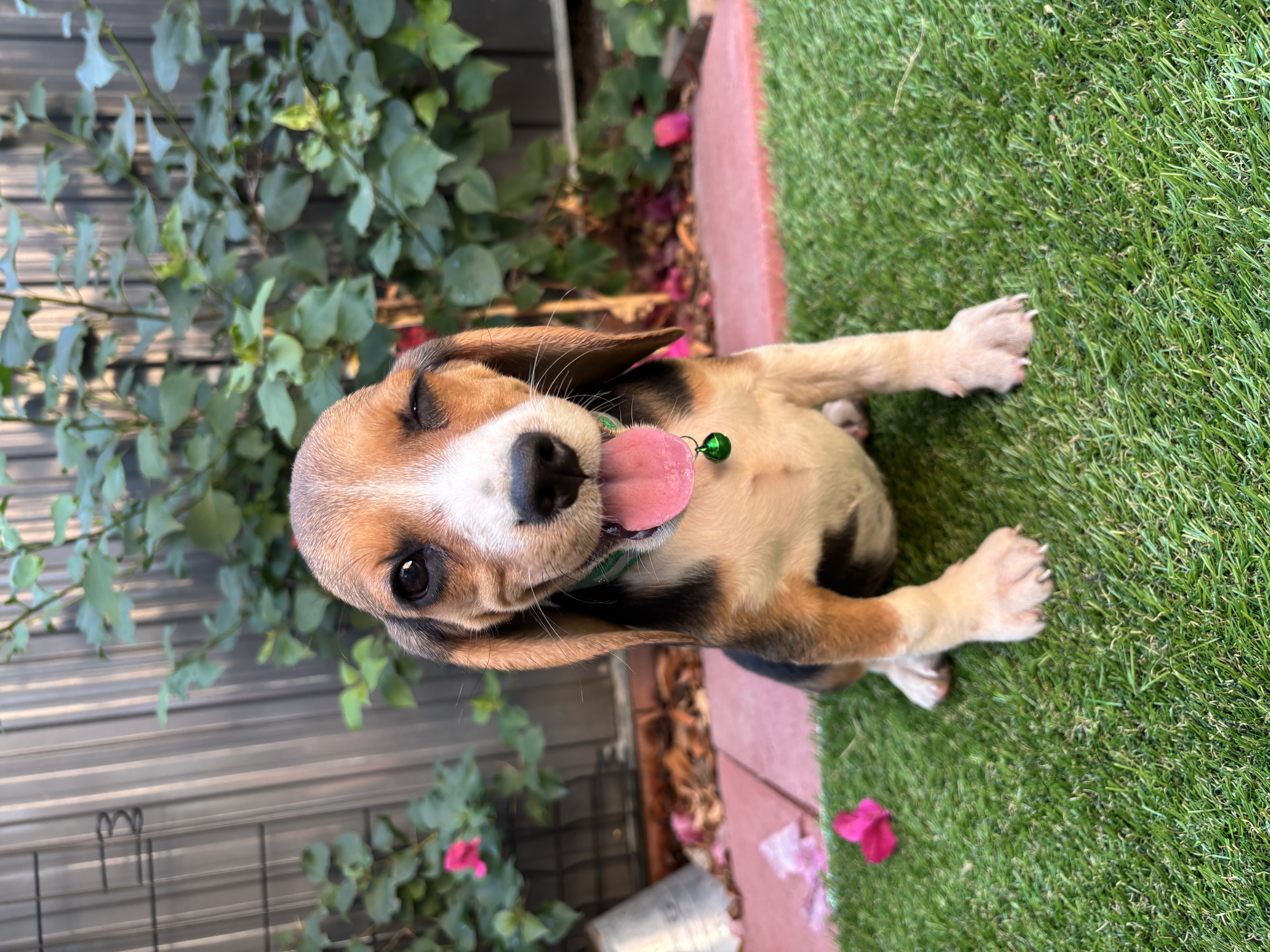 Zoey photo 4